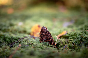 Rustic pine cone in the moss in the autumn forest