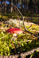 Grzyb, Bory Tucholskie  © Patryk