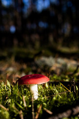 Grzyb, Bory Tucholskie 