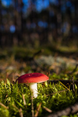 Grzyb, Bory Tucholskie  © Patryk