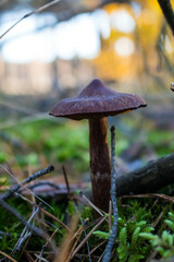 Grzyb, Bory Tucholskie  © Patryk