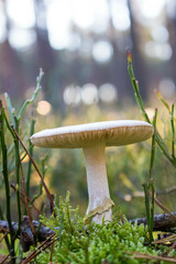 Grzyb, Bory Tucholskie  © Patryk