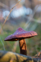 Grzyb, Bory Tucholskie  © Patryk