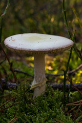 Grzyb, Bory Tucholskie  © Patryk