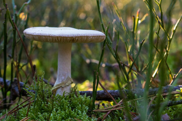 Grzyb, Bory Tucholskie  © Patryk