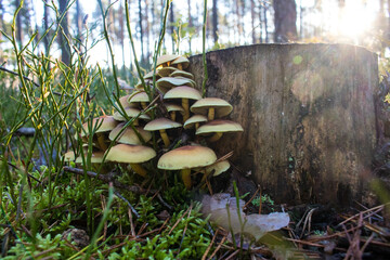 Grzyb, Bory Tucholskie  © Patryk