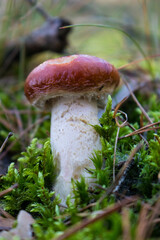 Grzyb, Bory Tucholskie  © Patryk