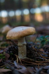 Grzyb, Bory Tucholskie 