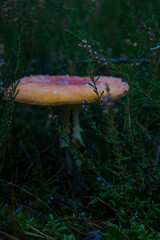 Grzyb, Bory Tucholskie  © Patryk