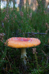 Grzyb, Bory Tucholskie  © Patryk