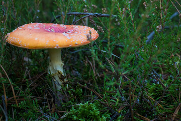 Grzyb, Bory Tucholskie  © Patryk