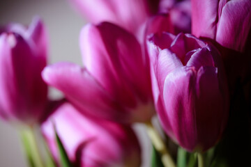 Natural bouquet of spring tulips. Purple tulips on a plain gray background. Valentine's day, mother's day, tenderness day, birthday concept. Soft selective focus. Spring scene. Greeting card.