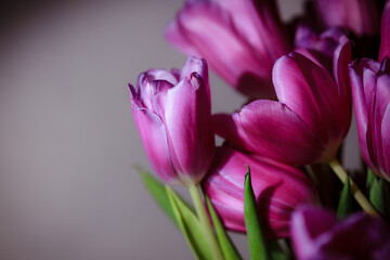 Natural bouquet of spring tulips. Purple tulips on a plain gray background. Valentine's day, mother's day, tenderness day, birthday concept. Soft selective focus. Spring scene. Greeting card.