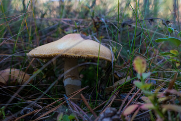 Grzyb, Bory Tucholskie  © Patryk