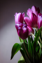 Fototapeta premium Natural bouquet of spring tulips. Purple tulips on a plain gray background. Valentine's day, mother's day, tenderness day, birthday concept. Soft selective focus. Spring scene. Greeting card.