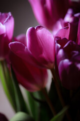 Natural bouquet of spring tulips. Purple tulips on a plain gray background. Valentine's day, mother's day, tenderness day, birthday concept. Soft selective focus. Spring scene. Greeting card.