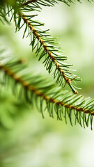 close- view a pine branch
