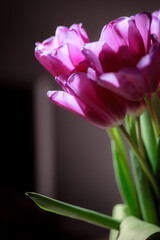 Natural bouquet of spring tulips. Purple tulips on a plain gray background. Valentine's day, mother's day, tenderness day, birthday concept. Soft selective focus. Spring scene. Greeting card.