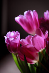 Natural bouquet of spring tulips. Purple tulips on a plain gray background. Valentine's day, mother's day, tenderness day, birthday concept. Soft selective focus. Spring scene. Greeting card.
