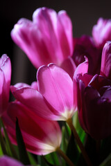 Natural bouquet of spring tulips. Purple tulips on a plain gray background. Valentine's day, mother's day, tenderness day, birthday concept. Soft selective focus. Spring scene. Greeting card.