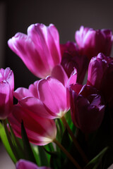 Natural bouquet of spring tulips. Purple tulips on a plain gray background. Valentine's day, mother's day, tenderness day, birthday concept. Soft selective focus. Spring scene. Greeting card.
