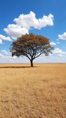 Obraz premium Solitary tree on a golden grassland under a clear blue sky with fluffy clouds.
