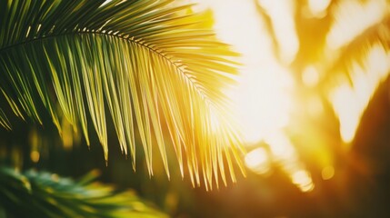 Close-Up of Palm Tree Fronds with Sunlight Glow