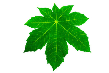 Leaves Calathea ornata pin stripe background White Isolate