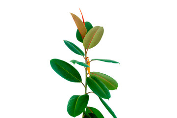 Decora Tree, Indian Rubber Tree, Rubber Plant isolated on white background, Indoor plant ficus in a pot isolated on white background. Flower for decoration. Design element