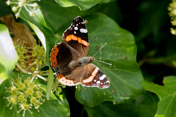 Red admiral butterfly (Vanessa Atalanta) perched on hedge (hedera helix) in Zurich, Switzerland