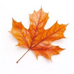 Obraz premium Maple leaf on white.