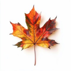 Obraz premium Bright leaf on white.