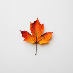 Autumn maple leaf.