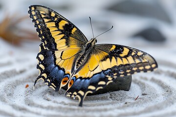Fototapeta premium Vibrant Butterfly Rests on a Stone in a Serene Garden