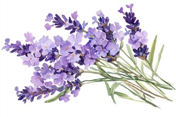 Fototapeta premium Watercolor Lavender Bouquet Illustration. Aromatic Purple Flowers Isolated on White Background