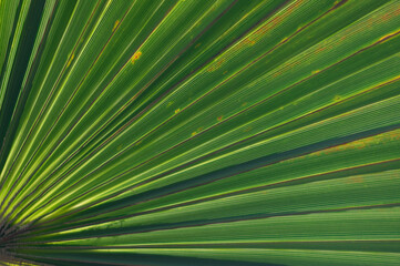 Sunlight streams through vibrant palm leaves, showcasing intricate patterns of green in a tropical setting on a bright afternoon