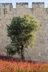 A section of the stone ramparts and walls of the Old City of Jerusalem, in springtime with grass, flowers and olive trees. © Yehoshua Halevi
