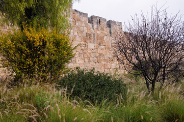A section of the stone ramparts and walls of the Old City of Jerusalem, in springtime with grass, flowers and olive trees. © Yehoshua Halevi