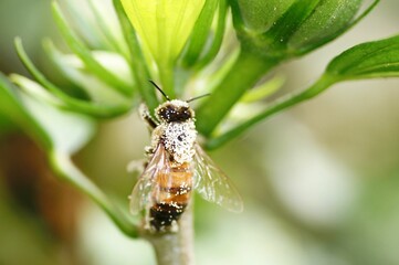 Macro shot of a bee collecting pollen from a vibrant hibiscus flower on blurred nature background