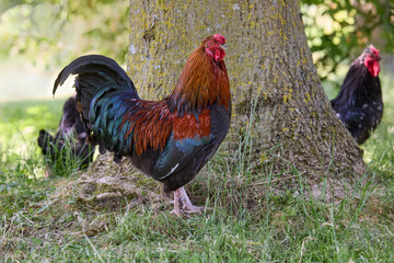 Beautiful red rooster in garden in front of tree