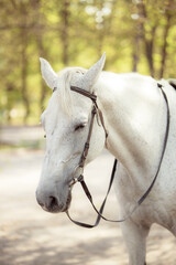 Obraz premium White Andalusian stallion horse on a natural green background. Close-up portrait of a horse in ammunition: bridle, saddle, saddle pad. Equestrian sport concept.
