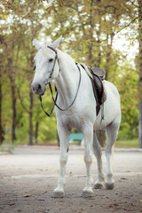 White Andalusian stallion horse on a natural green background. Close-up portrait of a horse in ammunition: bridle, saddle, saddle pad. Equestrian sport concept.