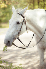 Obraz premium White Andalusian stallion horse on a natural green background. Close-up portrait of a horse in ammunition: bridle, saddle, saddle pad. Equestrian sport concept.