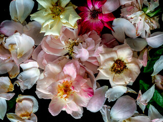 The wounded petals of the wilted rose fall on black background