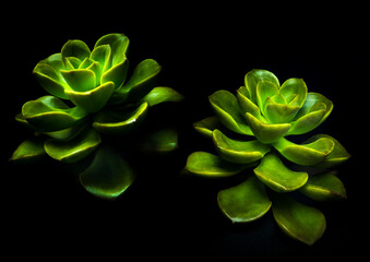 Succulent plant close-up fresh leaves detail of Echeveria Chroma