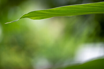 The sunlights and color of leaf bokeh on nature defocus abstract blur background