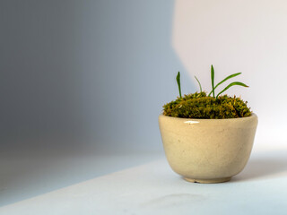 Fresh small fern leaves with moss and algae in the small ceramic cup