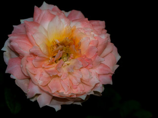 The wounded petals of the withering rose