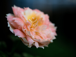 The wounded petals of the withering rose