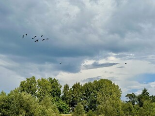 A Flock of Cormorants Flying Over Lush Green Trees with Dramatic Cloudy Skies in Loire Valley, France